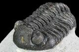 Bargain, Pedinopariops Trilobite - Mrakib, Morocco #110666-3